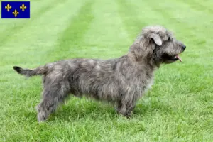 Lire la suite à propos de l’article Irish Glen of Imaal Terrier éleveurs et chiots en Île-de-France