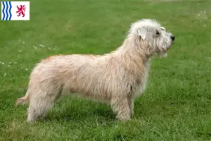 Lire la suite à propos de l’article Irish Glen of Imaal Terrier éleveurs et chiots en Nouvelle-Aquitaine