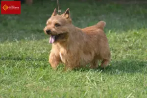 Lire la suite à propos de l’article Irish Glen of Imaal Terrier éleveurs et chiots en Occitanie