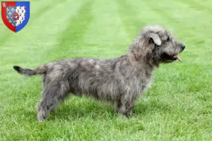 Lire la suite à propos de l’article Irish Glen of Imaal Terrier éleveurs et chiots en Pays de la Loire