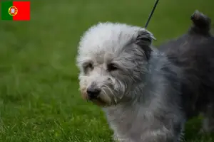 Lire la suite à propos de l’article Irish Glen of Imaal Terrier éleveurs et chiots au Portugal