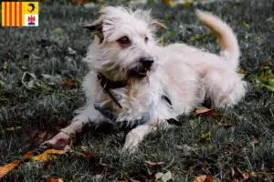 Lire la suite à propos de l’article Irish Glen of Imaal Terrier éleveurs et chiots en Provence-Alpes-Côte d’Azur