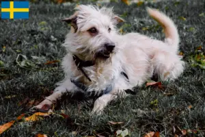 Lire la suite à propos de l’article Irish Glen of Imaal Terrier éleveurs et chiots en Suède