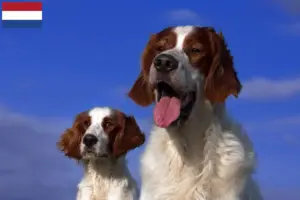 Lire la suite à propos de l’article Irish Red and White Setter éleveurs et chiots aux Pays-Bas