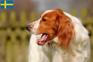 Lire la suite à propos de l’article Irish Red and White Setter éleveurs et chiots en Suède