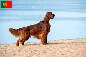 Lire la suite à propos de l’article Éleveurs d’Irish Red Setter et chiots au Portugal