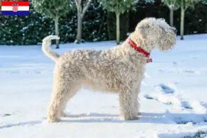 Lire la suite à propos de l’article Irish Soft Coated Wheaten Terrier éleveurs et chiots en Croatie