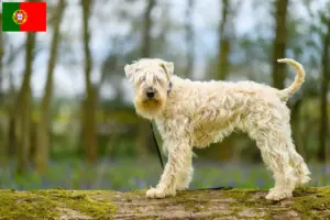 Lire la suite à propos de l’article Irish Soft Coated Wheaten Terrier éleveurs et chiots au Portugal