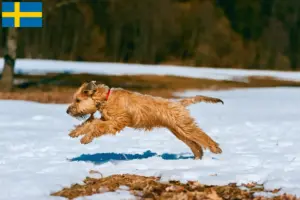 Lire la suite à propos de l’article Irish Soft Coated Wheaten Terrier éleveurs et chiots en Suède