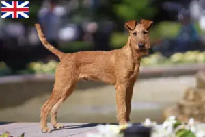 Lire la suite à propos de l’article Éleveurs d’Irish Terriers et chiots en Grande-Bretagne