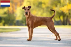 Lire la suite à propos de l’article Éleveurs d’Irish Terriers et chiots aux Pays-Bas