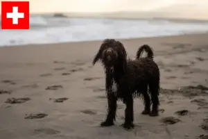 Lire la suite à propos de l’article Éleveurs d’Irish Water Spaniel et chiots en Suisse