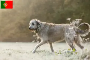 Lire la suite à propos de l’article Éleveurs d’Irish Wolfhounds et chiots au Portugal