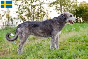 Lire la suite à propos de l’article Éleveurs d’Irish Wolfhounds et chiots en Suède