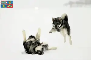Lire la suite à propos de l’article Éleveurs de chiens courants et chiots en Bourgogne-Franche-Comté