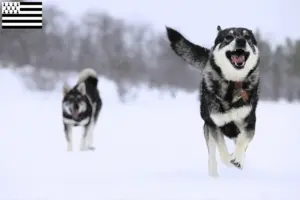 Lire la suite à propos de l’article Éleveurs de chiens courants et chiots en Bretagne
