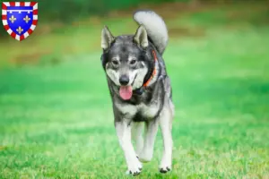 Lire la suite à propos de l’article Éleveurs de chiens courants et chiots en Centre-Val de Loire