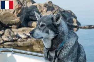 Lire la suite à propos de l’article Éleveurs de chiens Jämthund et chiots en France