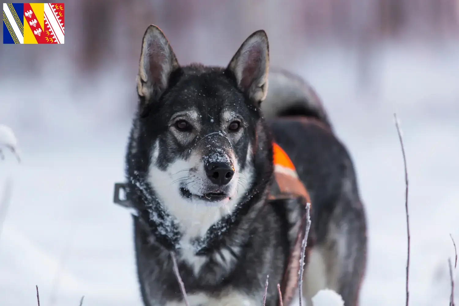 Chien courant chiots et éleveurs Grand Est Ici tu peux trouver des éleveurs de chiens de combat en Grand Est.