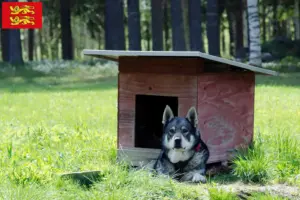 Lire la suite à propos de l’article Éleveurs de chiens Jämthund et chiots en Normandie