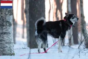 Lire la suite à propos de l’article Éleveurs de chiens Jämthund et chiots aux Pays-Bas