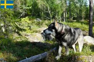 Lire la suite à propos de l’article Éleveurs de chiens Jämthund et chiots en Suède