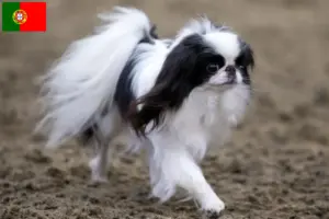 Lire la suite à propos de l’article Japan Chin Éleveurs et chiots au Portugal