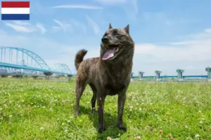 Lire la suite à propos de l’article Kai éleveurs et chiots aux Pays-Bas