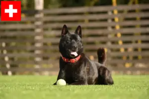 Lire la suite à propos de l’article Kai éleveurs et chiots en Suisse