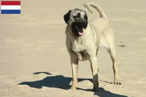 Lire la suite à propos de l’article Éleveurs de Kangal et chiots aux Pays-Bas
