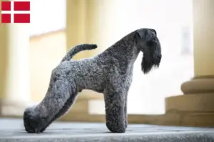 Lire la suite à propos de l’article Eleveurs de Kerry Blue Terrier et chiots au Danemark