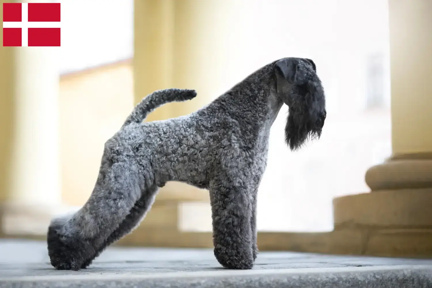 Kerry Blue Terrier chiots et éleveurs Danemark Ici, tu trouveras des éleveurs de Kerry blue Terrier au Danemark.