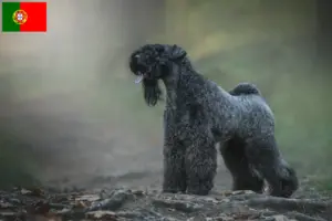 Lire la suite à propos de l’article Eleveurs de Kerry Blue Terrier et chiots au Portugal