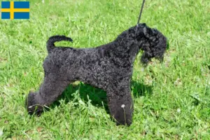 Lire la suite à propos de l’article Eleveurs de Kerry Blue Terrier et chiots en Suède