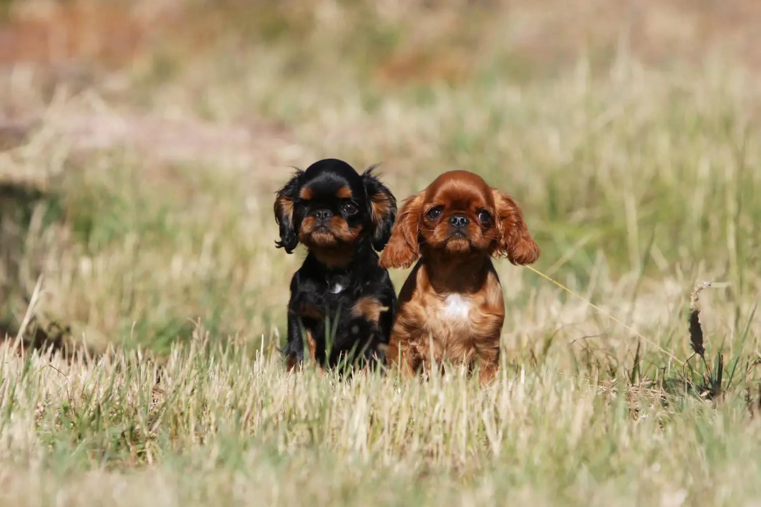 Acheter un chiot King Charles Spaniel, c'est prendre ses responsabilités ! Acheter des chiots King Charles Spaniel.