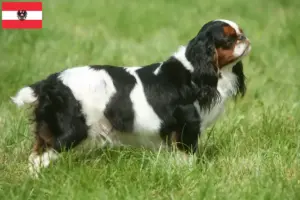 Lire la suite à propos de l’article Éleveurs d’épagneuls King Charles et chiots en Autriche