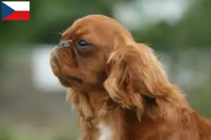 Lire la suite à propos de l’article Éleveurs d’épagneuls King Charles et chiots en République tchèque