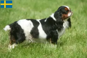 Lire la suite à propos de l’article Éleveurs de King Charles Spaniel et chiots en Suède
