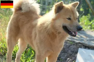 Lire la suite à propos de l’article Kintamani éleveurs et chiots en France