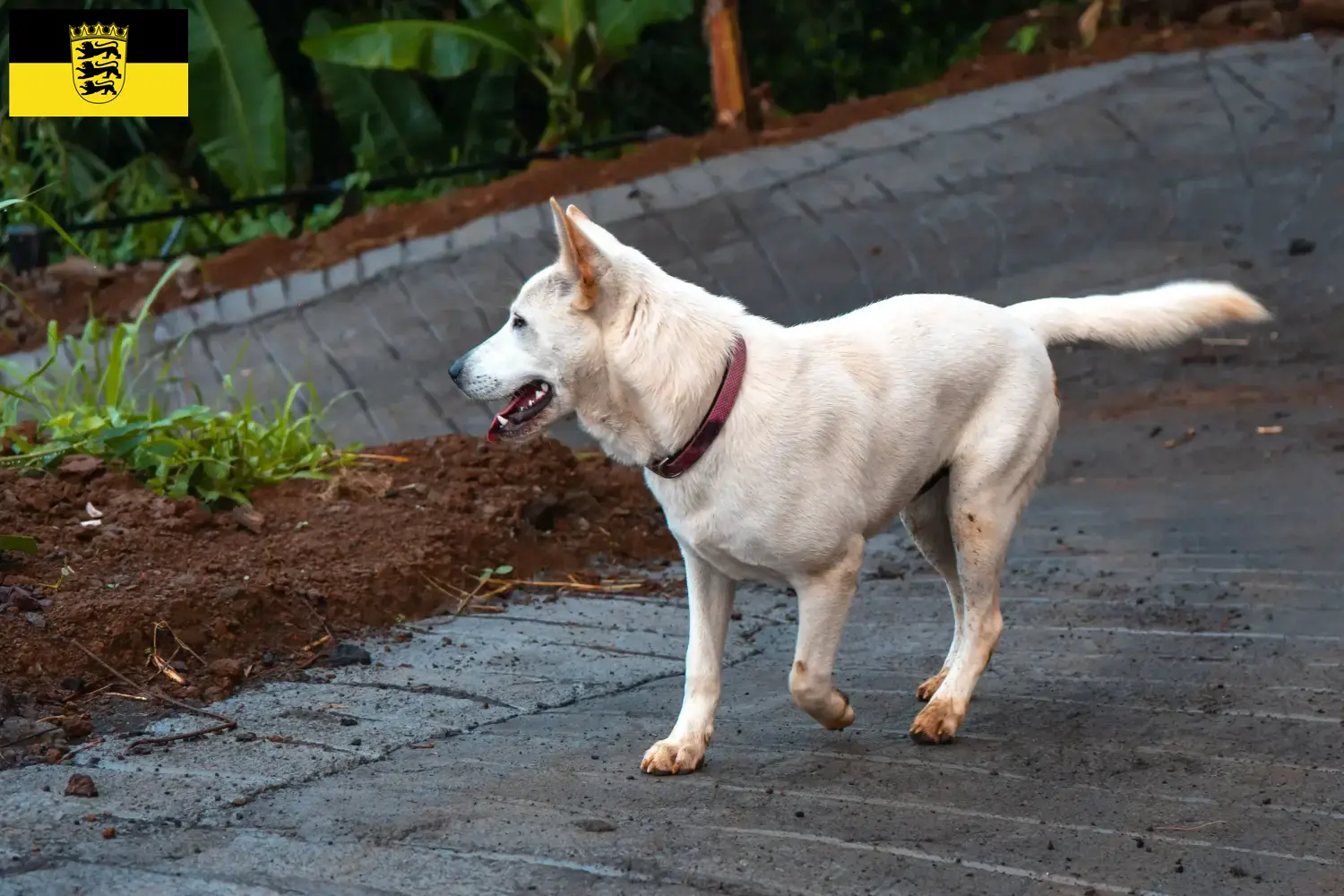 Kintamani chiots et éleveurs Baden-Württemberg Ici, tu trouveras les éleveurs de Kintamanis en Bade-Wurtemberg.