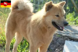 Lire la suite à propos de l’article Kintamani éleveurs et chiots en Basse-Saxe