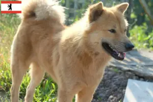 Lire la suite à propos de l’article Kintamani éleveurs et chiots à Berlin
