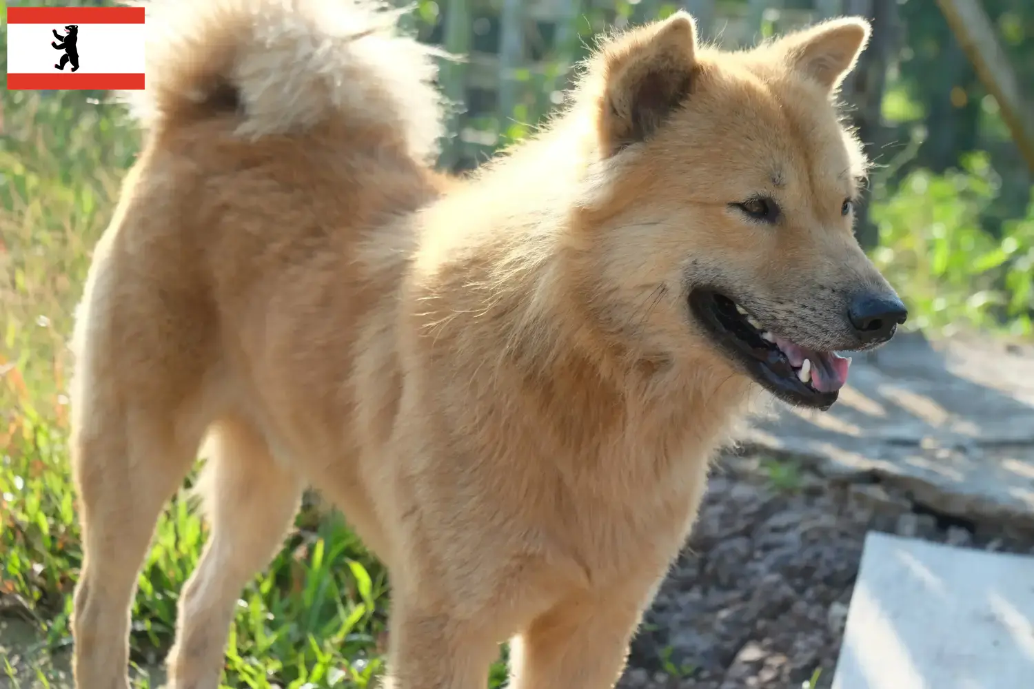 Kintamani chiots et éleveurs Berlin Ici, tu trouveras les éleveurs de Kintamani à Berlin.