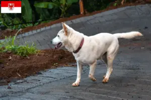 Lire la suite à propos de l’article Kintamani éleveurs et chiots dans le Brandebourg