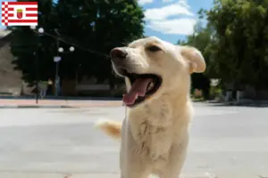 Lire la suite à propos de l’article Kintamani éleveurs et chiots à Brême
