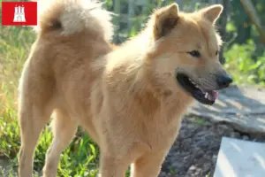 Lire la suite à propos de l’article Kintamani éleveurs et chiots à Hambourg