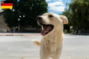 Lire la suite à propos de l’article Kintamani éleveurs et chiots en Rhénanie-Palatinat