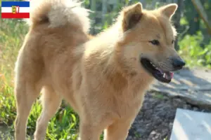 Lire la suite à propos de l’article Kintamani éleveurs et chiots dans le Schleswig-Holstein