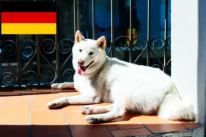 Lire la suite à propos de l’article Éleveurs de Kishu et chiots en Allemagne