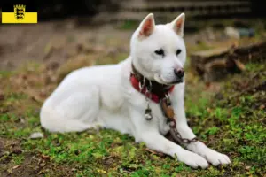 Lire la suite à propos de l’article Kishu éleveurs et chiots en Baden-Württemberg